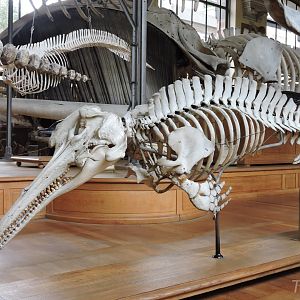 Amazon river dolphin [2015]