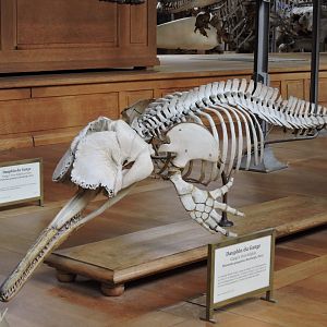 South Asian river dolphin [2015]