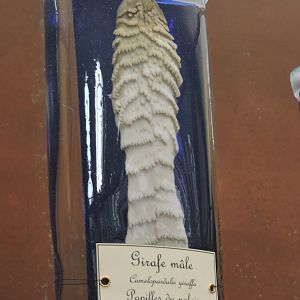 Giraffe's palate taste buds [2015]