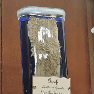 Giraffe's cheek taste buds [2015]