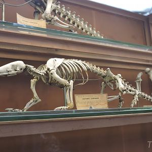 Sunda pangolin [2015]