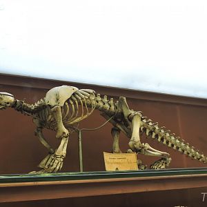 Temminck's pangolin [2015]