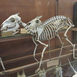 Maxwell's duiker [2015]