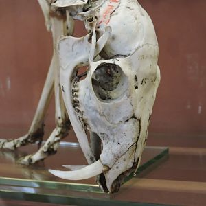 Siberian musk deer [2015]