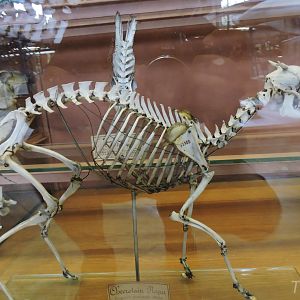 Greater mouse-deer [2015]