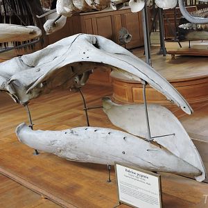 Pygmy right whale [2015]