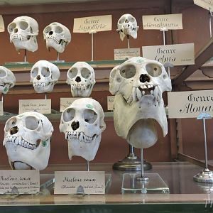 New World monkeys skulls [2015]