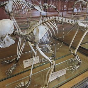 Red bald-headed uakari [2015]