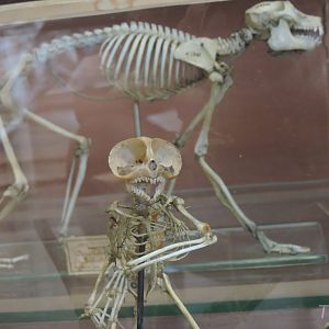 Philippine tarsier [2015]