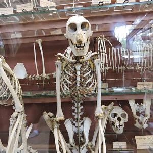 Proboscis monkey [2015]