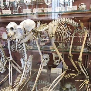 Red-shanked douc [2015]