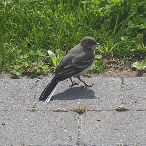 Juvenile White wagtail (Motacilla alba), 2021-05-28