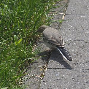 Juvenile White wagtail (Motacilla alba), 2021-05-28