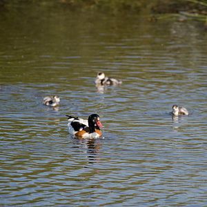 Common shelduck .... a bit too far away, in the wetlands