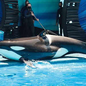 May. 2021 - Orca Encounter - Makaio