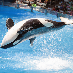 May. 2021 - Orca Encounter - Malia