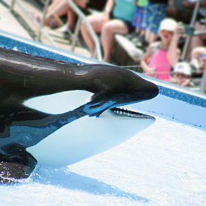 May. 2021 - Orca Encounter - Malia