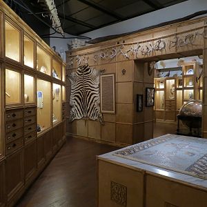 Cabinet Of Curiosities