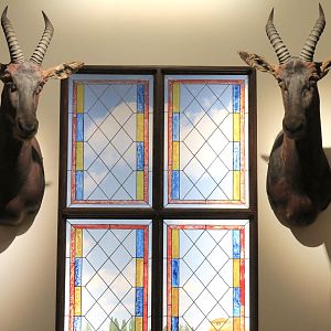 Cabinet Of Curiosities