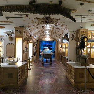 Cabinet Of Curiosities