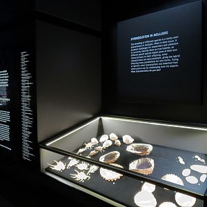 Hall Of Malacology