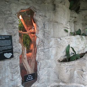 Butterfly Center - Green Tree Python Exhibit