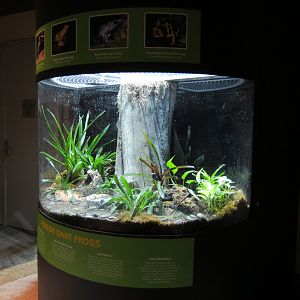 Butterfly Center - Poison Dart Frog Exhibit