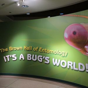 Hall of Entomology