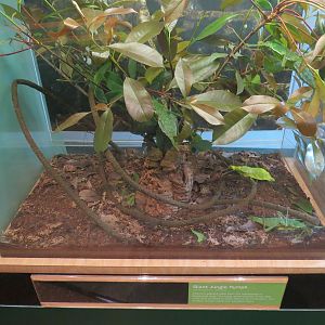 Hall of Entomology - Giant Jungle Nymph Exhibit