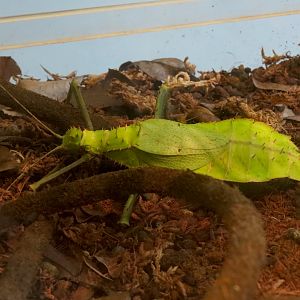 Hall of Entomology - Giant Jungle Nymph Exhibit