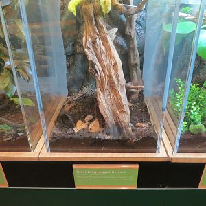 Hall of Entomology - Giant Long-legged Katydid Exhibit