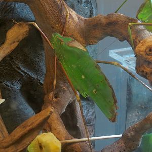 Hall of Entomology - Giant Long-legged Katydid Exhibit