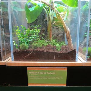 Hall of Entomology - Dragon-headed Katydid Exhibit