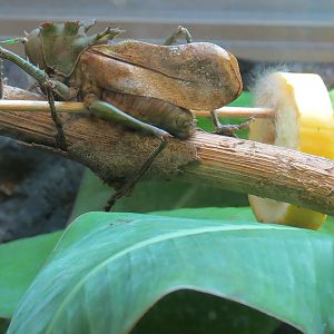 Hall of Entomology - Dragon-headed Katydid Exhibit
