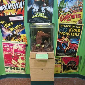 Hall of Entomology - Hissing Cockroach Exhibit