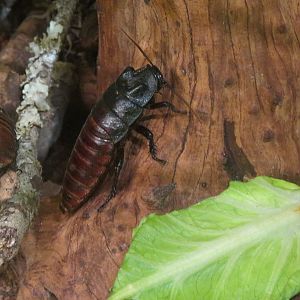 Hall of Entomology - Hissing Cockroach Exhibit