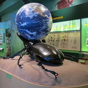 Hall of Entomology