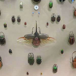 Hall of Entomology