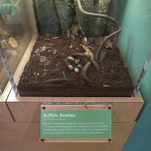Hall of Entomology - Buffalo Beetle Exhibit