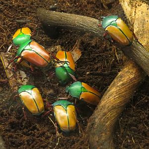 Hall of Entomology - Buffalo Beetle Exhibit