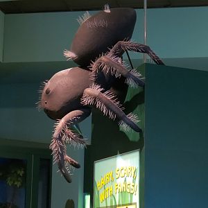 Hall of Entomology - Spider Sculpture