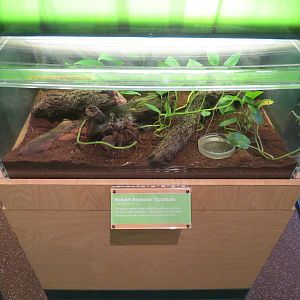 Hall of Entomology - Goliath Birdeater Tarantula Exhibit