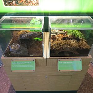 Hall of Entomology - Blue Fang and Indian Ornamental Tarantula Exhibits