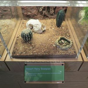 Hall of Entomology - Desert Hairy Scorpion Exhibit