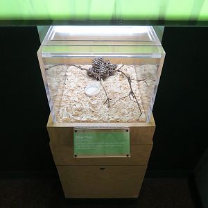 Hall of Entomology - Blow Fly Exhibit