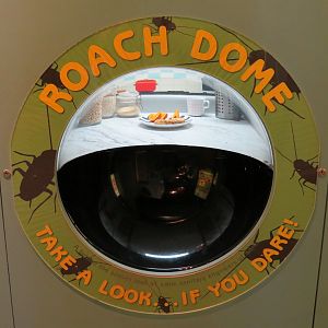 Hall of Entomology - Cockroach Exhibit