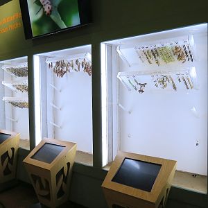 Hall of Entomology - Butterfly Cocoon Exhibit