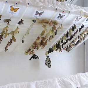 Hall of Entomology - Butterfly Cocoon Exhibit