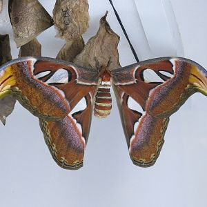 Hall of Entomology - Butterfly Cocoon Exhibit - Atlas Moth