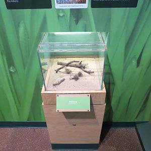 Hall of Entomology - Antlion Exhibit